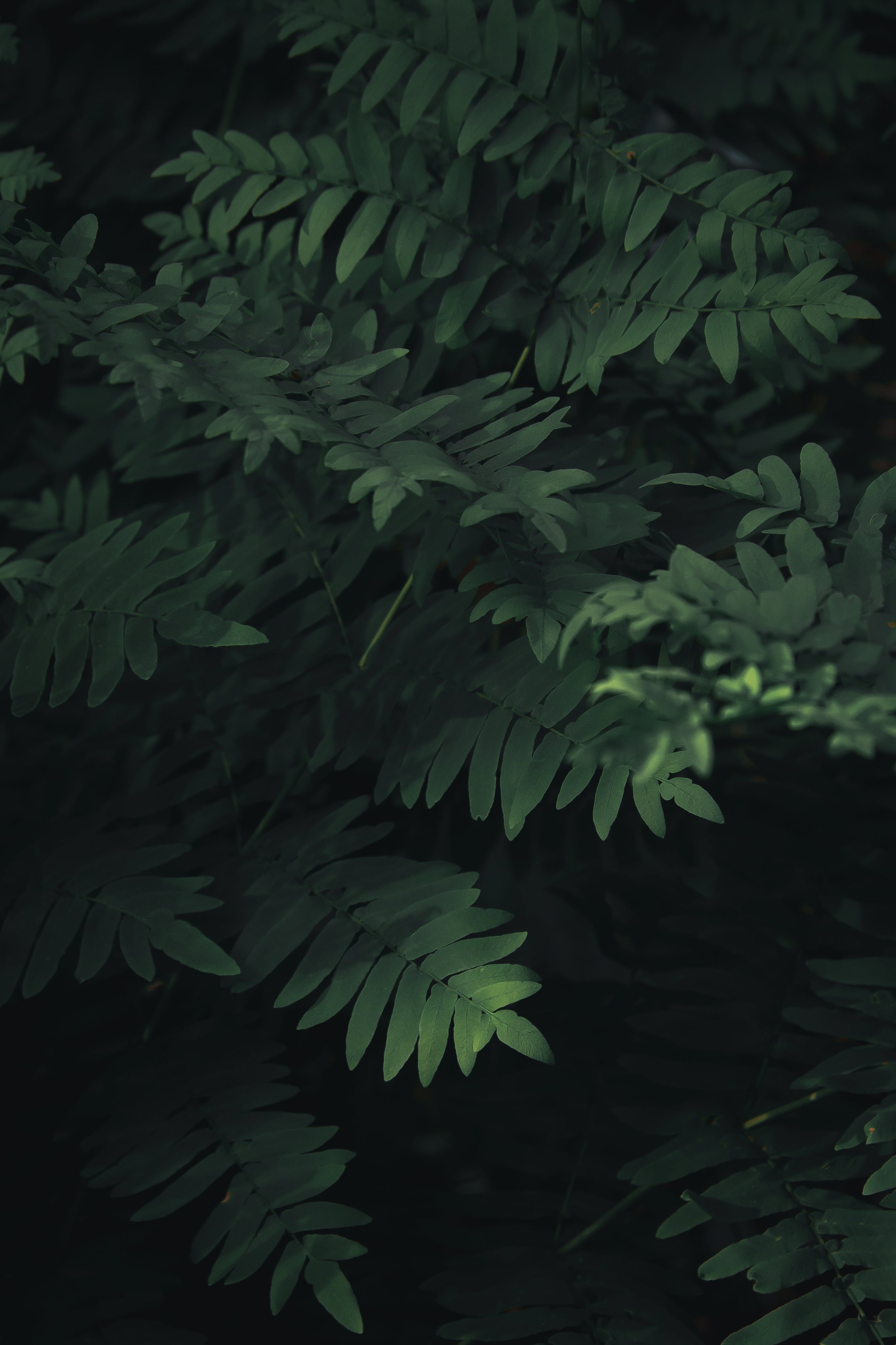 LWE Green leaves