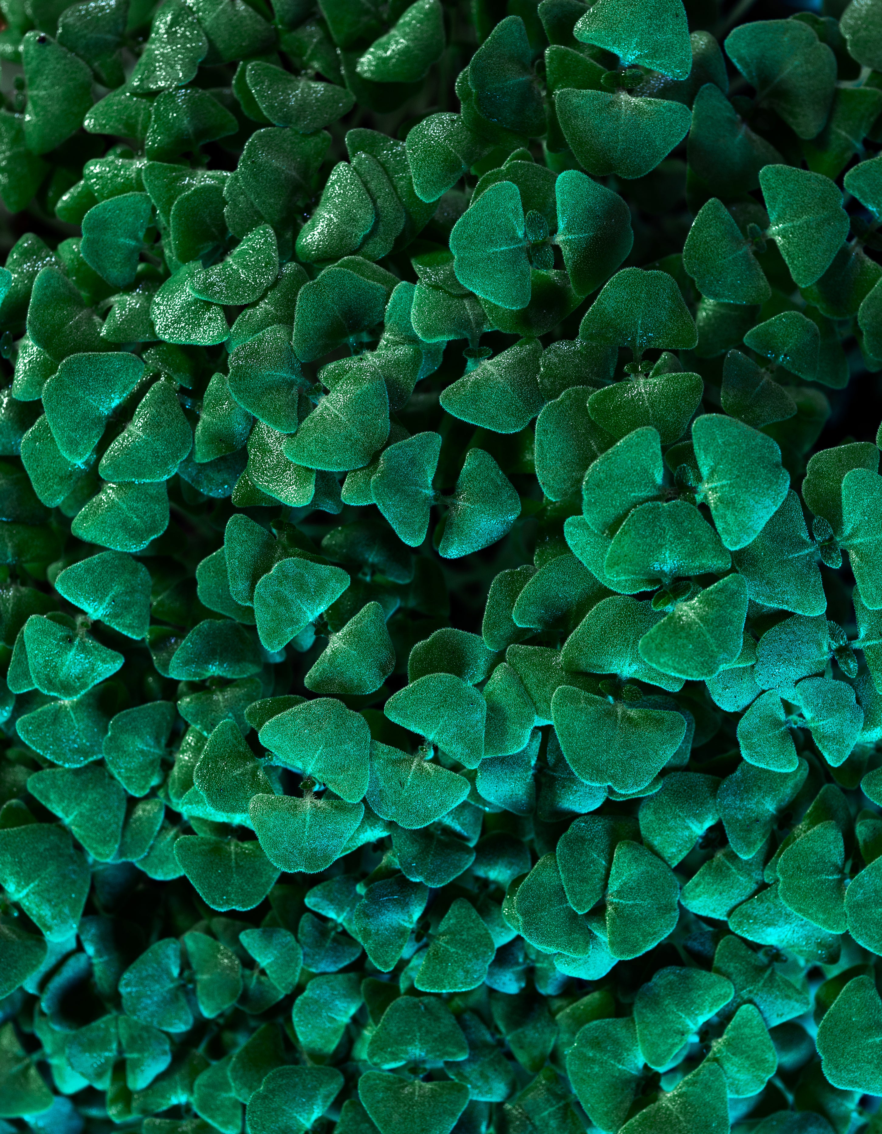 LWE rich green groundcover plants