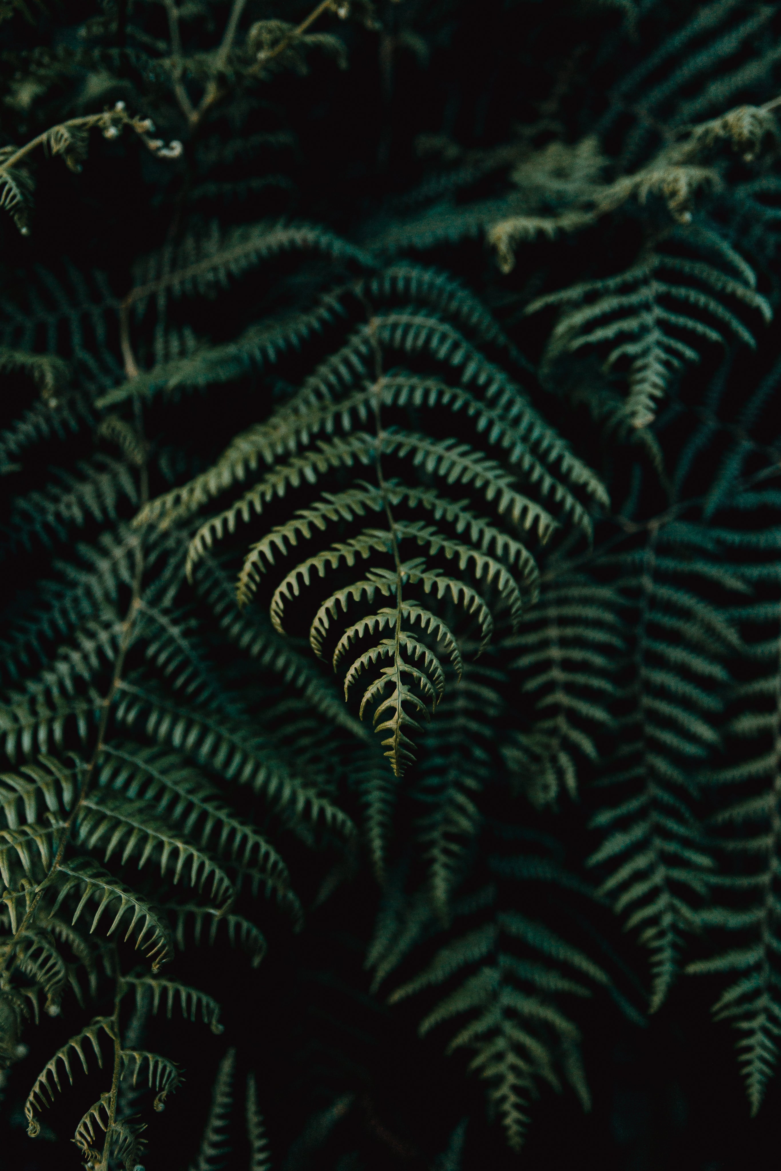 LWE Fern leaves