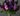 Flower Arranging