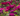 Roses online course
